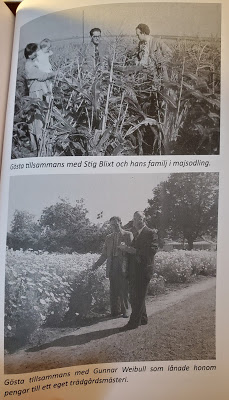 Top: Gösta together with Stig Blixt and his  family in maize field.   Bottom: Gösta together with Gunnar Weibull  who loaned him money for his own nursery.  (Olsson & Jonason -  Gösta Caroli: Dubbelagent Summer)