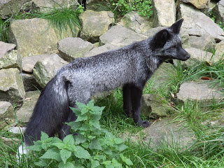Silver Fox - from Wikipedia